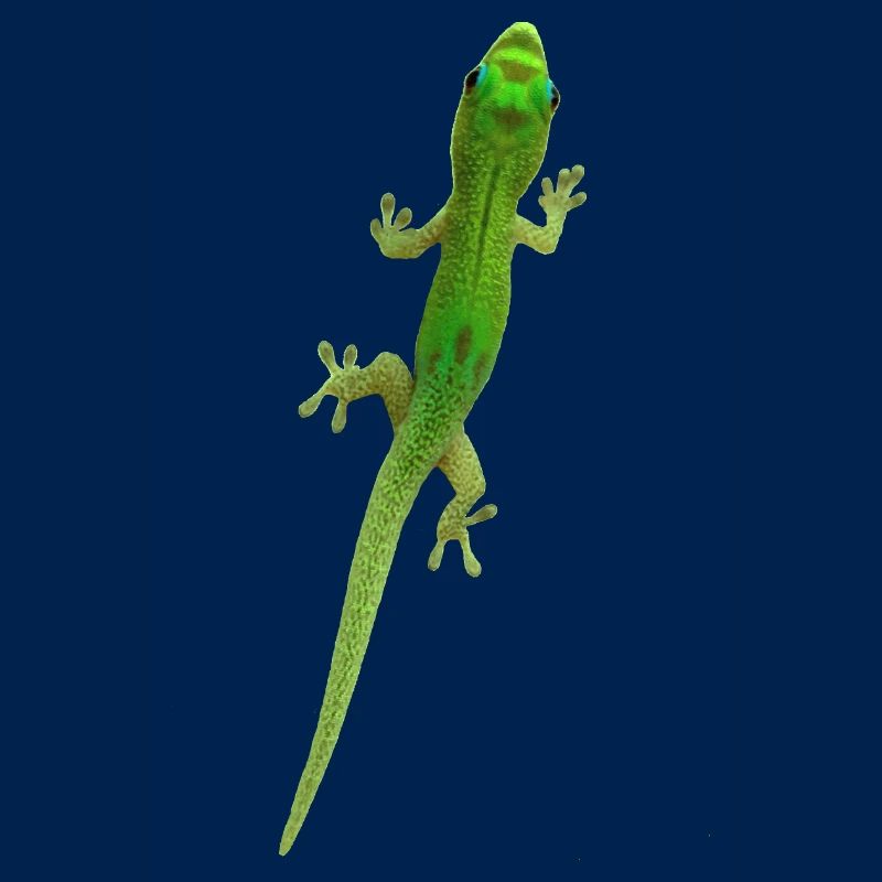 Grüner Gecko