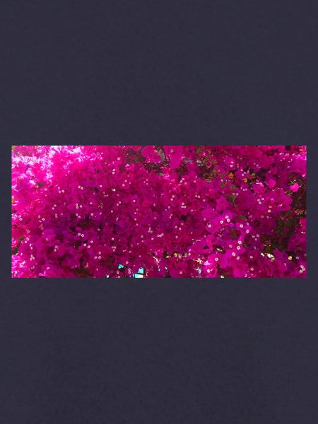 Bugambilia espectatular rosa Blüten