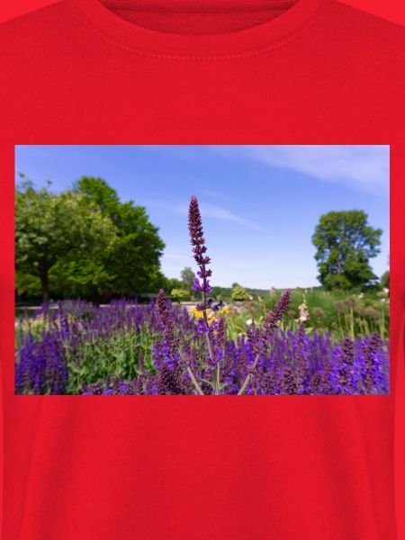 Blooming Lavender in Summer