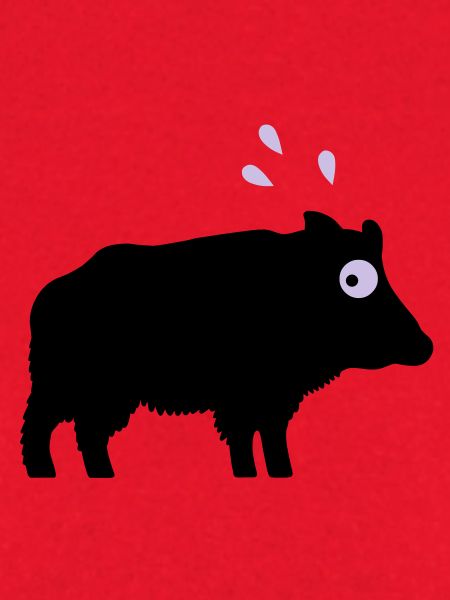 Angstschwitzendes Wildschwein