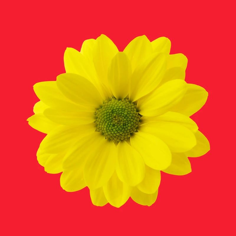 Blume gelb