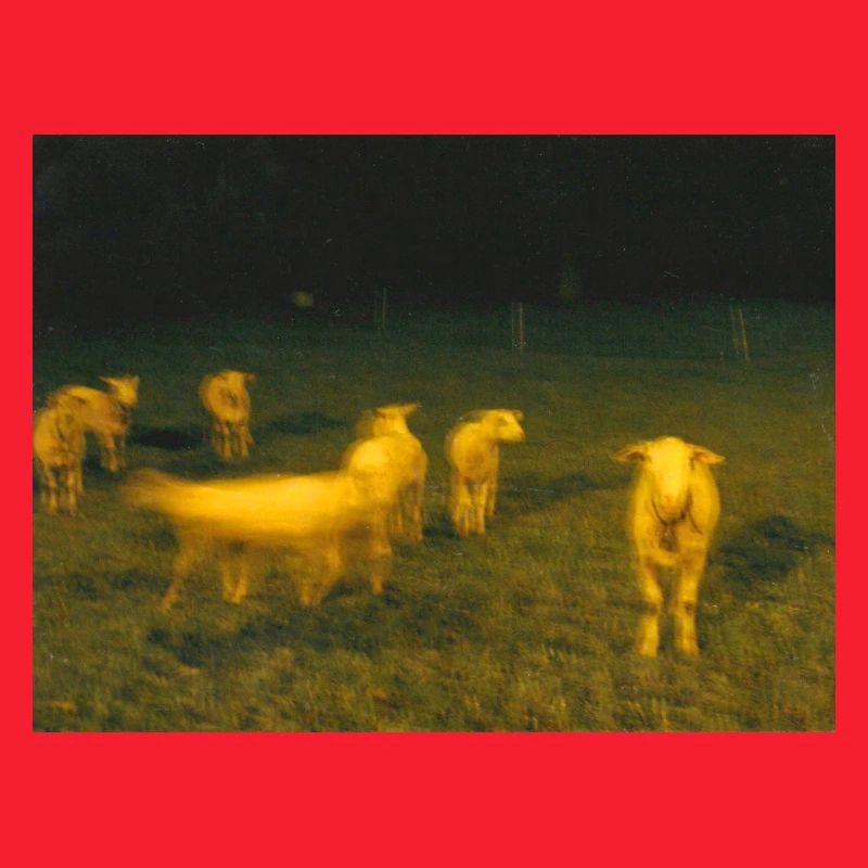 Sheep