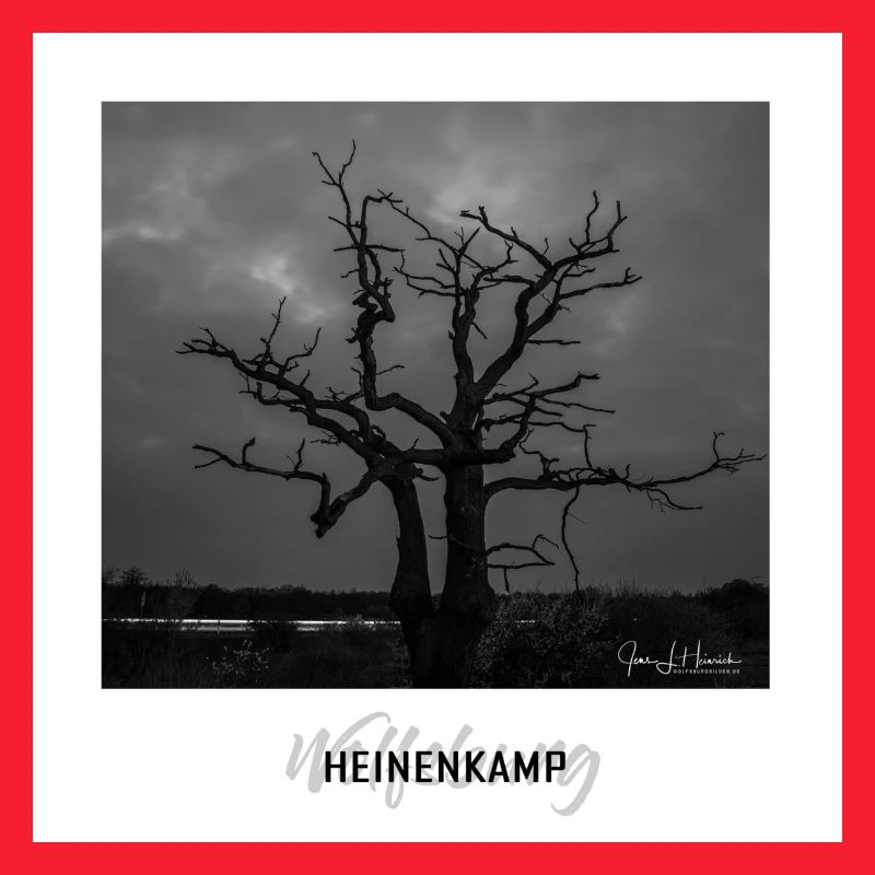 Wolfsburger Baum im Heinenkamp