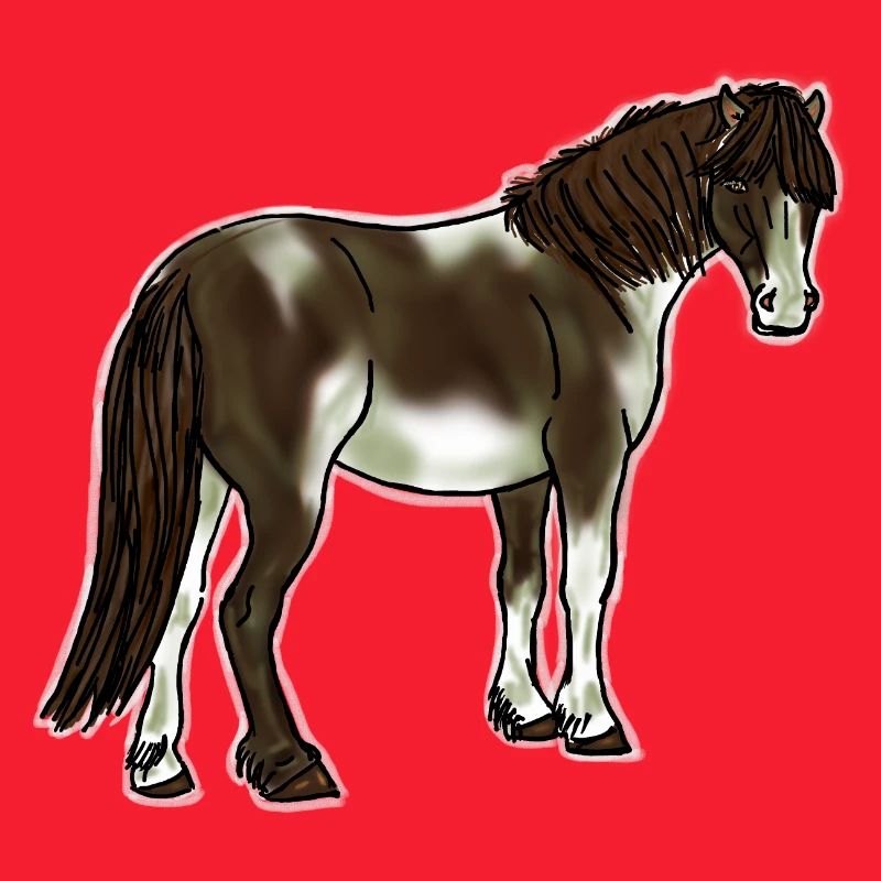 Isländer Schecke
