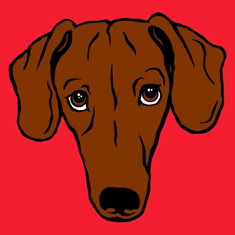 Dackel, kurzhaar