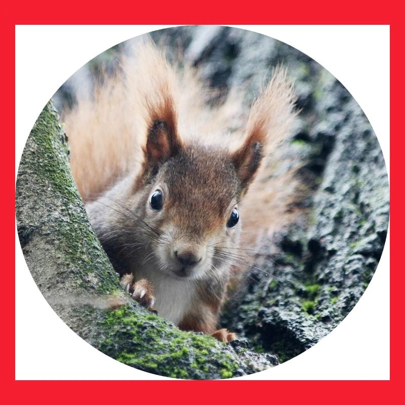 Eichhörnchen, isibat