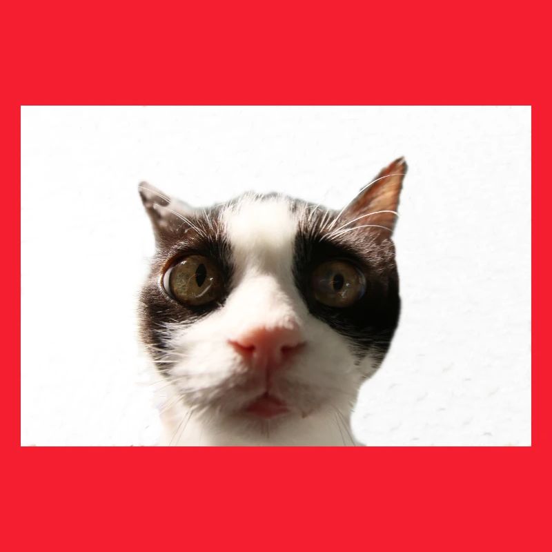 Katze