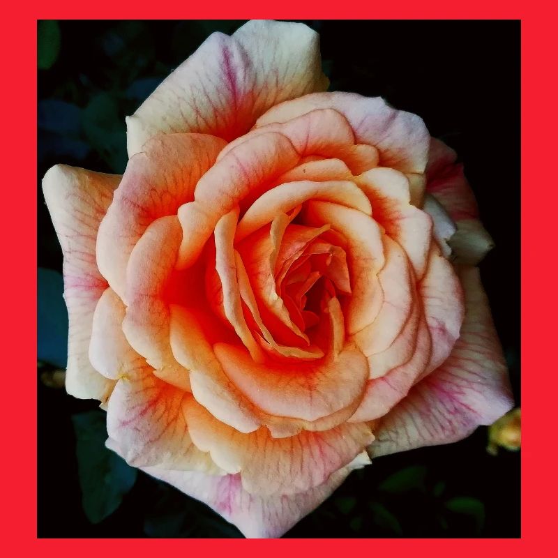 Rosentraum