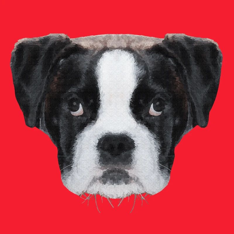 schöne hündchen, Boxerbaby