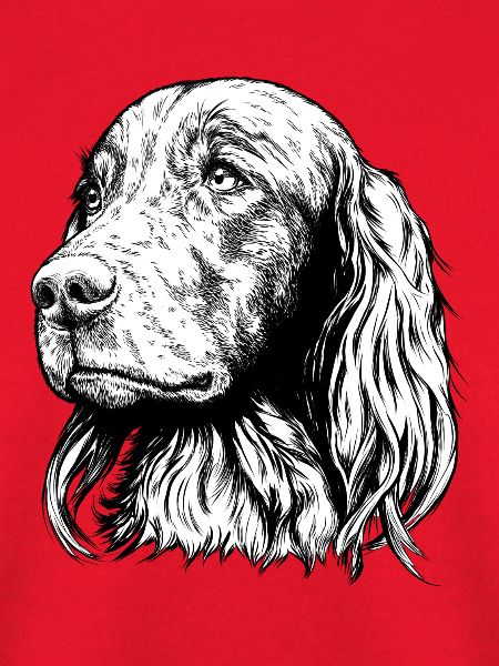 Irish Setter Portrait