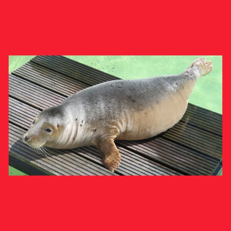 Robbenjunges auf Texel