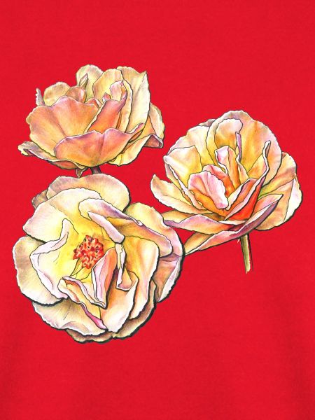 Drei gelbe rosa Rosenblüten Buntstiftzeichnung