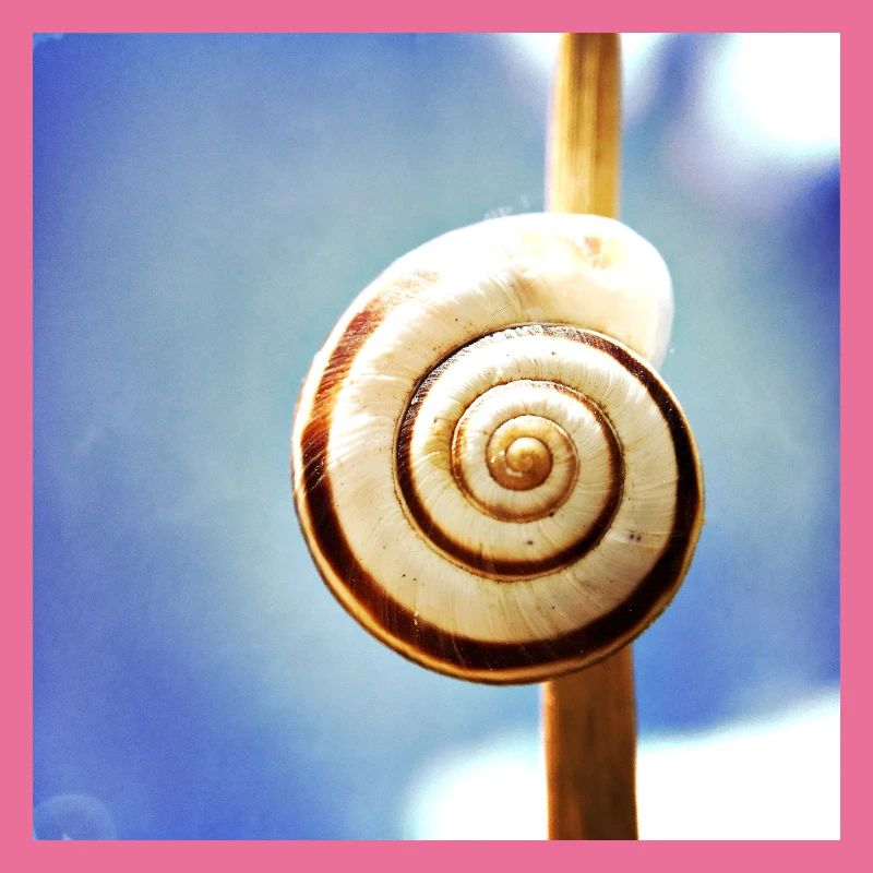 Snail-shell