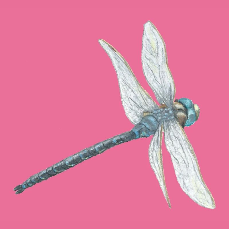 Illustration de libellule sarcelle