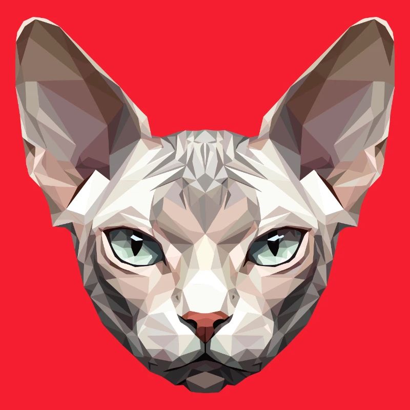 Sphynx Chat Sphynx Chat Chat Canadien Sphinx mignon