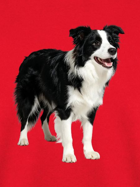 Border Collie Hund Energiegeladen