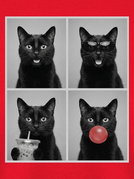 Katzen schwarze Katze