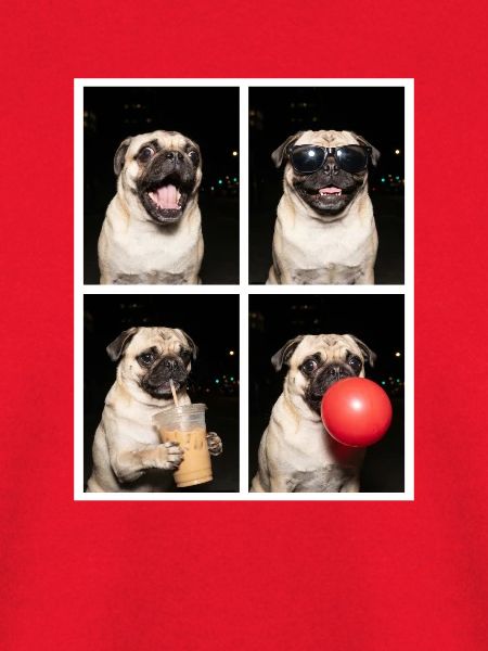Hunde Mops Hund