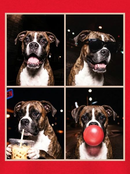 Hunde Boxer Hund