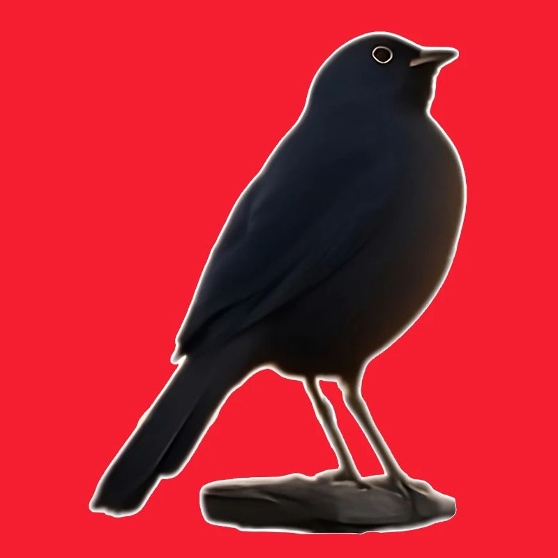 Amsel