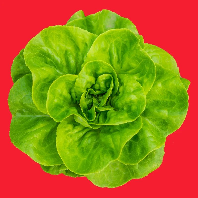 Salat