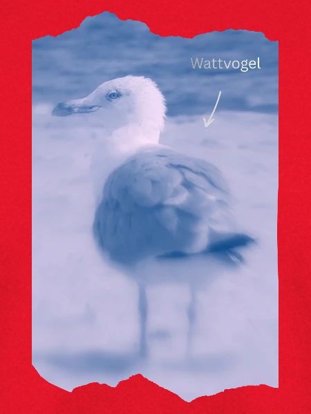Wattvogel Foto Möwe Maritimes Geschenk