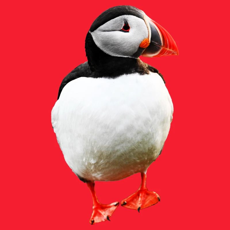 Puffin