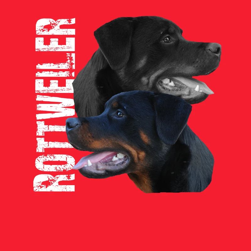 Rottweiler chien de garde chien de combat chiens de lutte