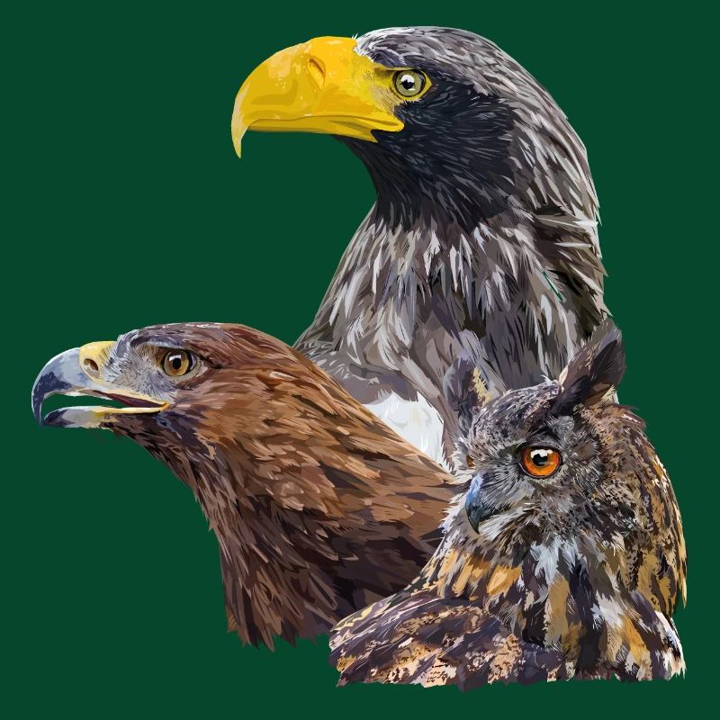 Oiseaux de proie