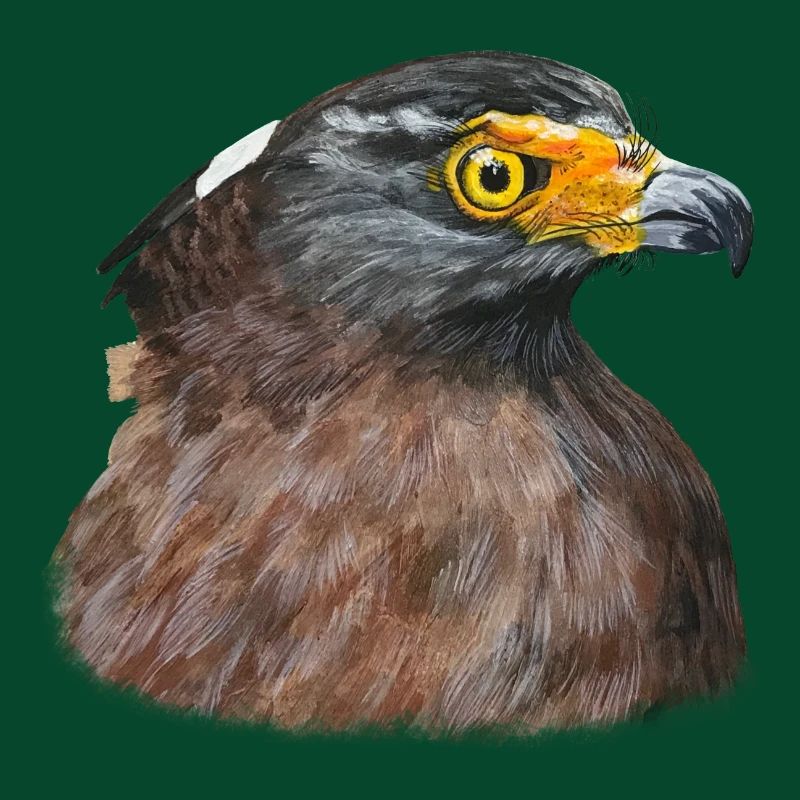 Buse du désert Buse Oiseau de proie Oiseau de proie