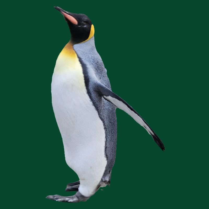 Königspinguin