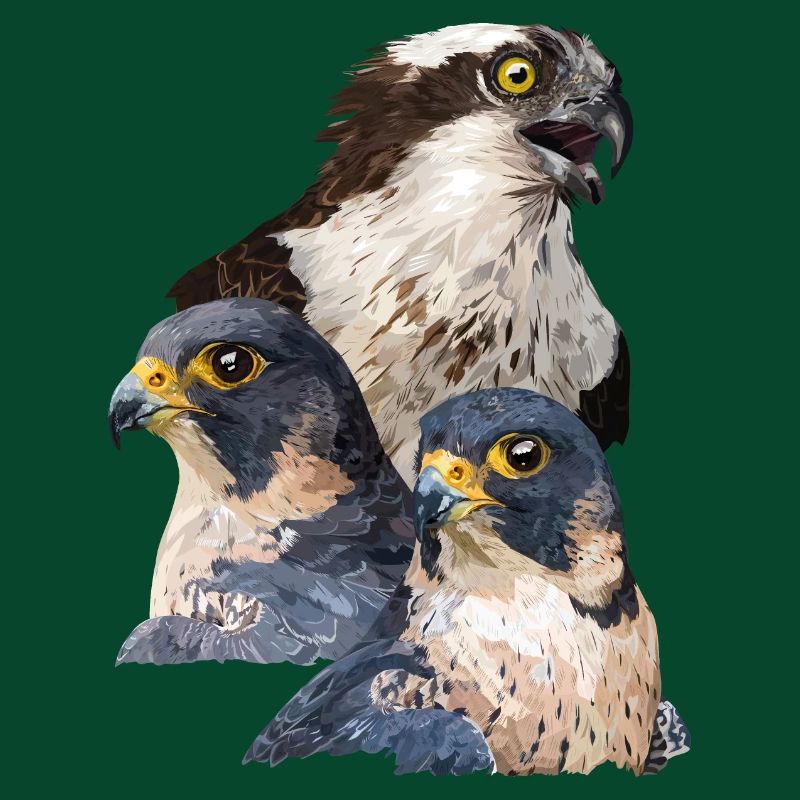 Raubvögel