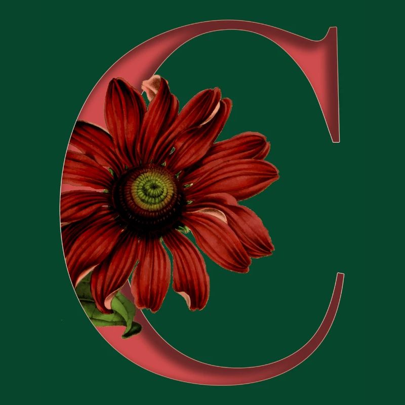 Alphabet, Buchstabe C, Echinacea