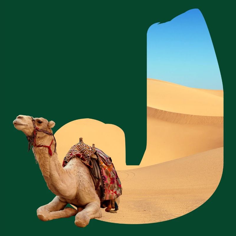 wüste mit kamel j