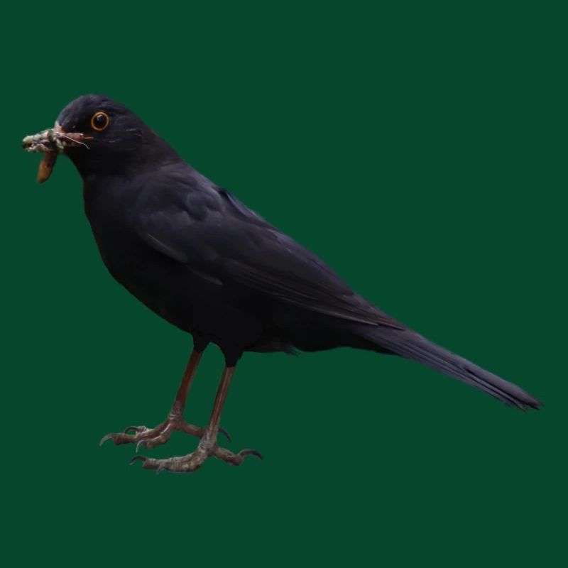 Amsel Vogel schwarzer Vogel