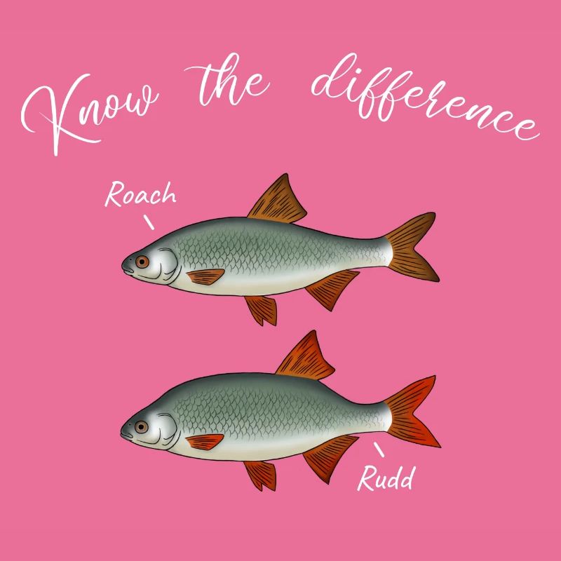 Roach Red Feather Différence Pêche