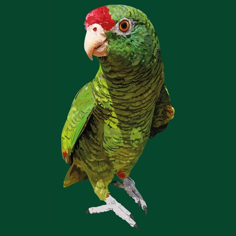 Tucumana amazon