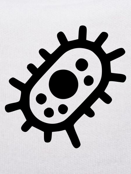 Bacteria