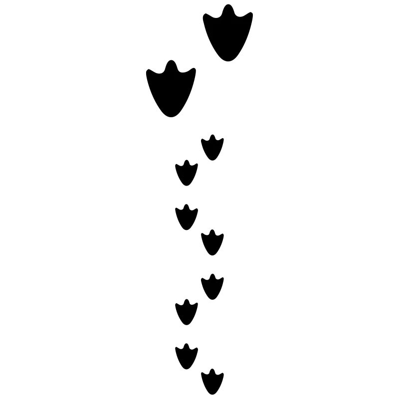 duck prints, Empreinte canard