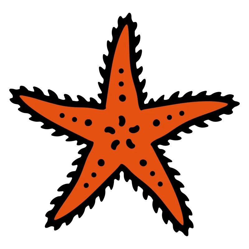étoiles de mer starfish mer océan mer