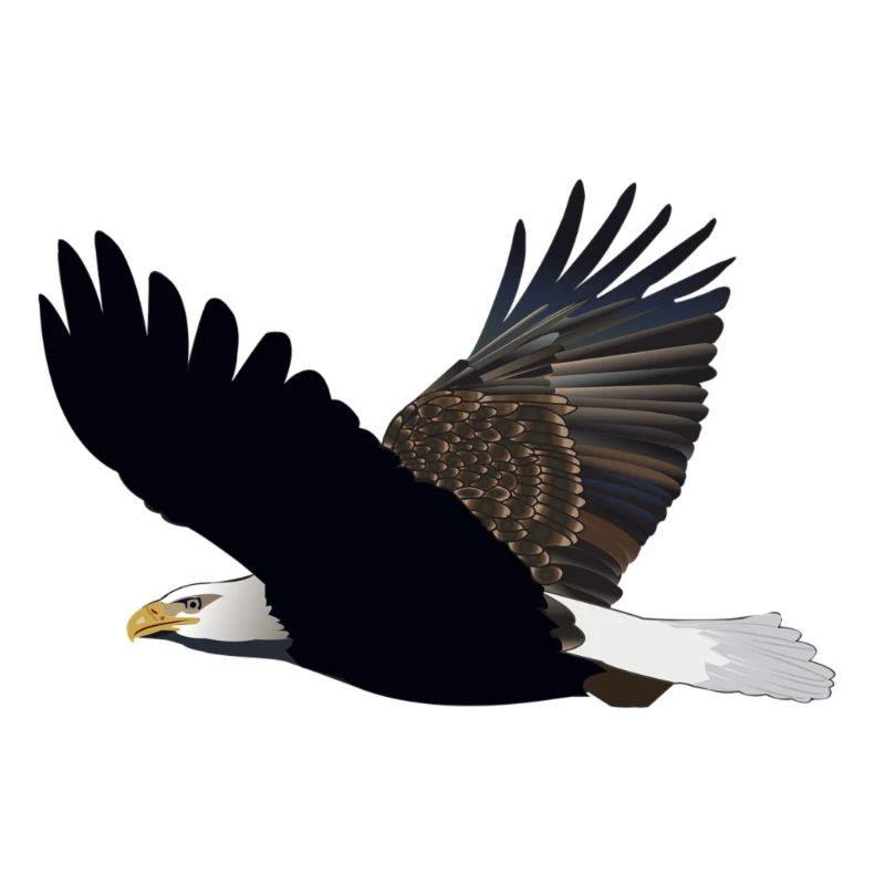 Eagle bald eagle tea poison