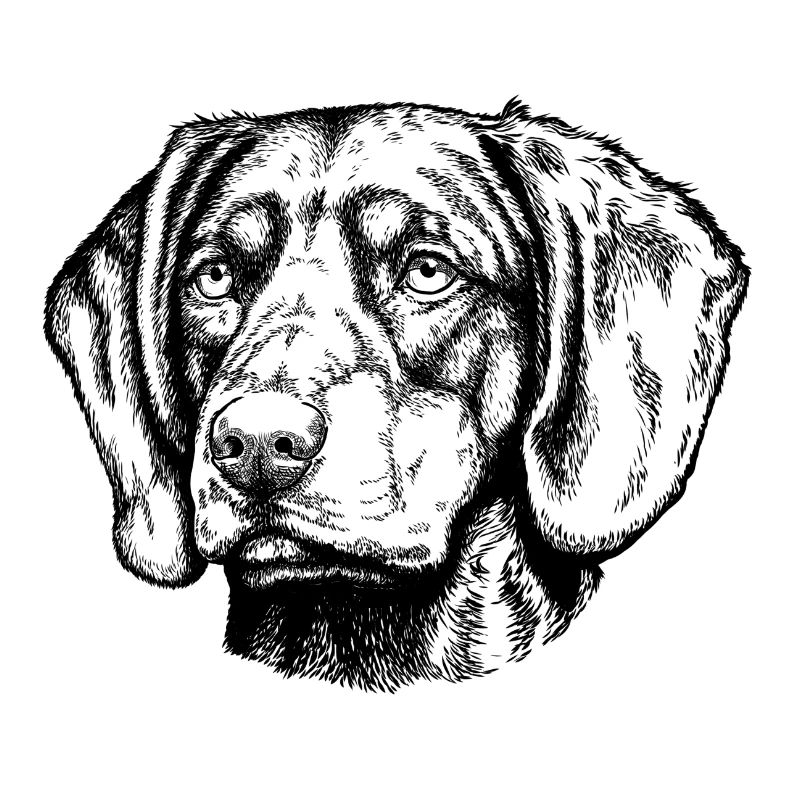Brandelbracke Portrait