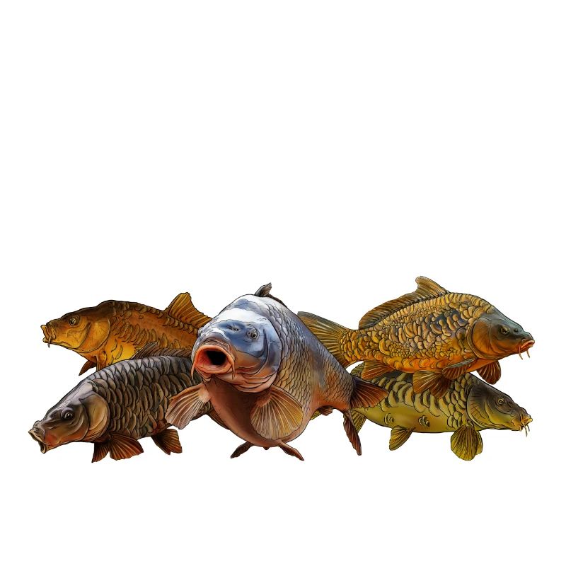 Karpfenbande