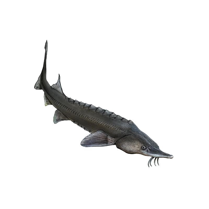 Stör