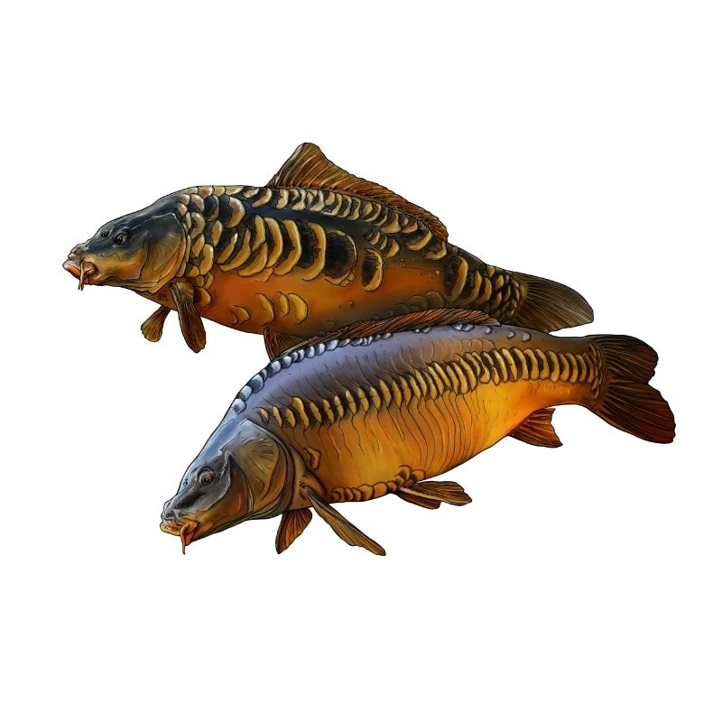 Karpfenduo