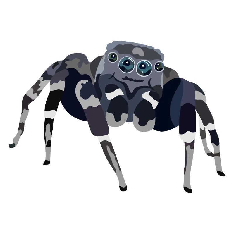 Araignée - araignée