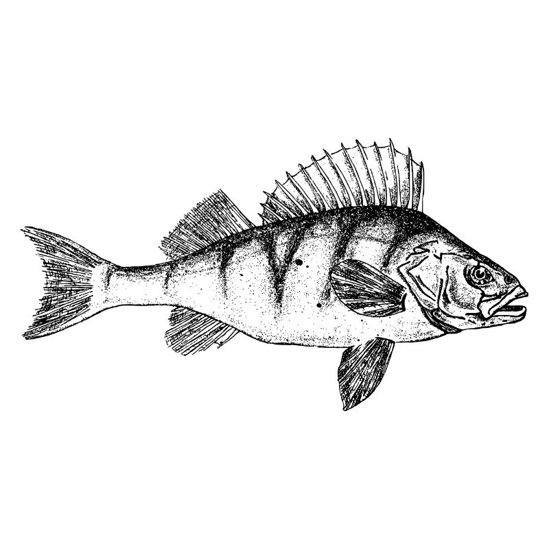 Barsch Perch Motiv