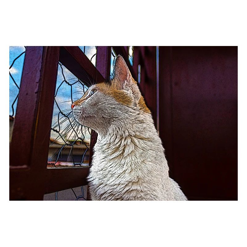 Die Katze