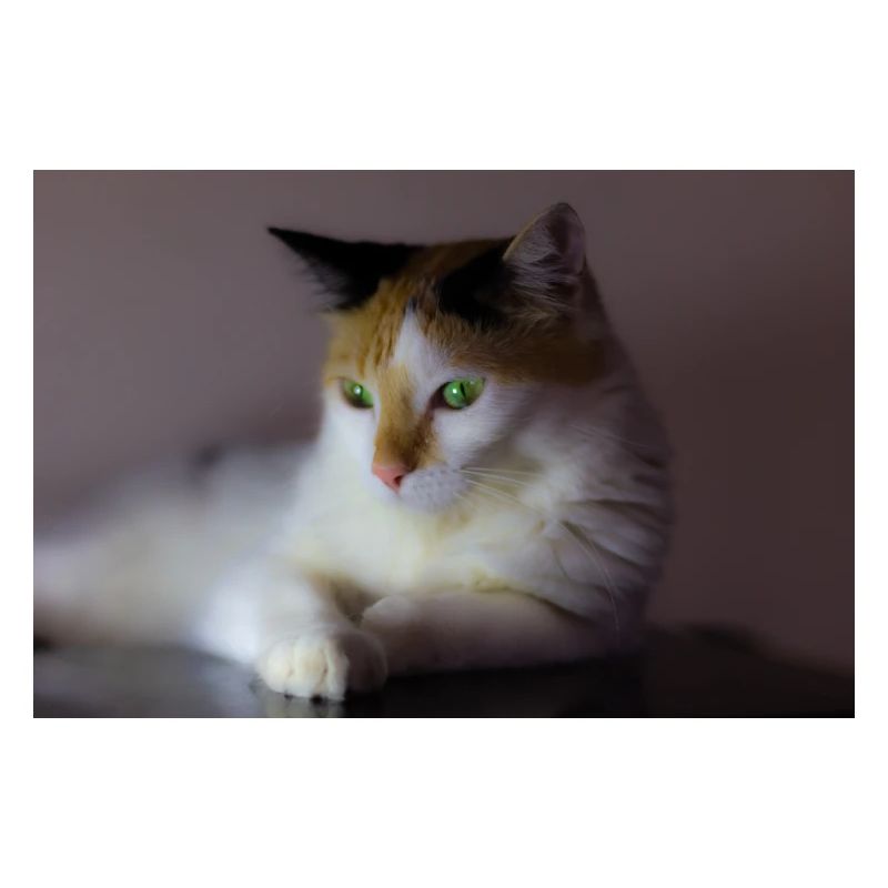 le chat au doux regard