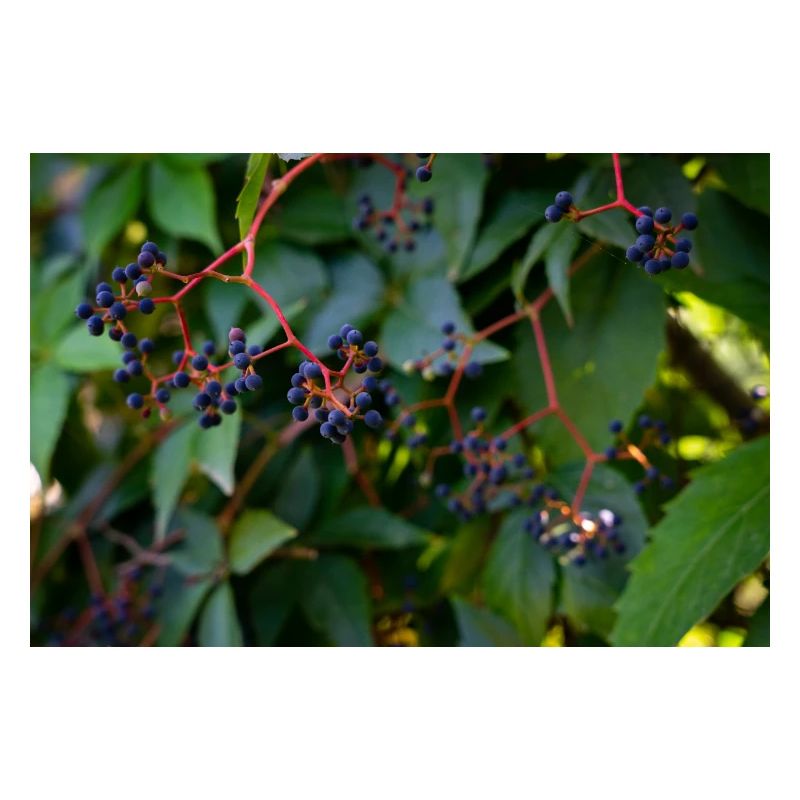 Efeu Beeren